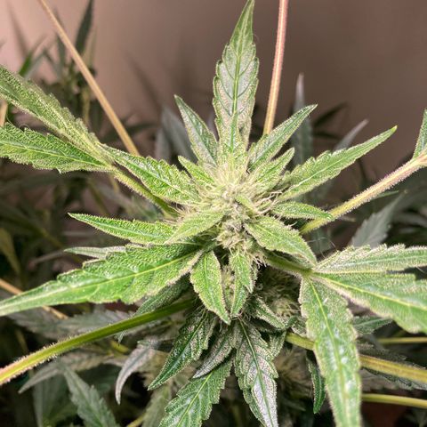 Porthos growlog timeline photo