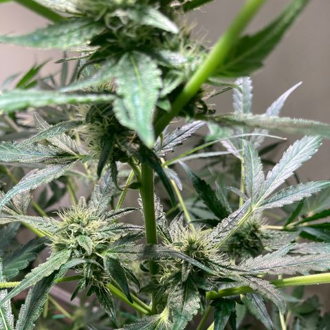 Porthos growlog timeline photo