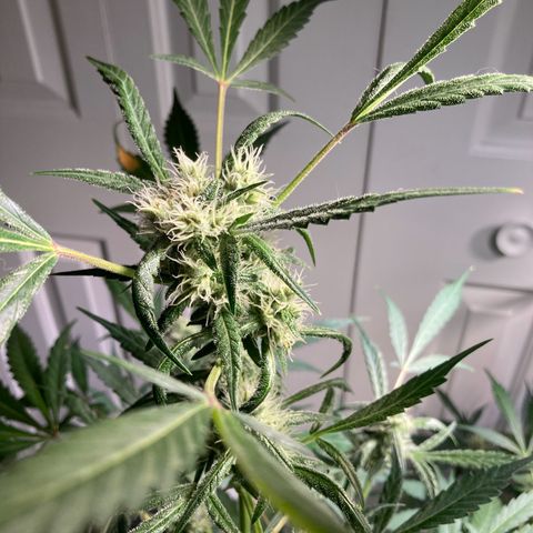 Aramis growlog timeline photo