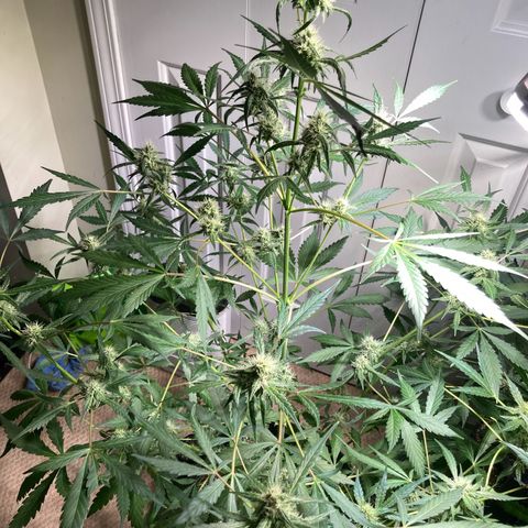Aramis growlog timeline photo
