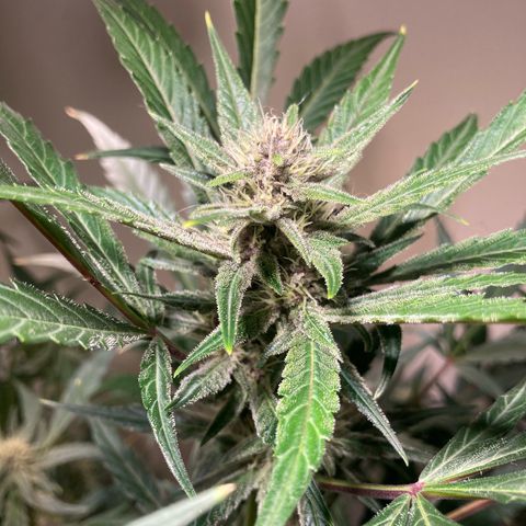 Athos  growlog timeline photo