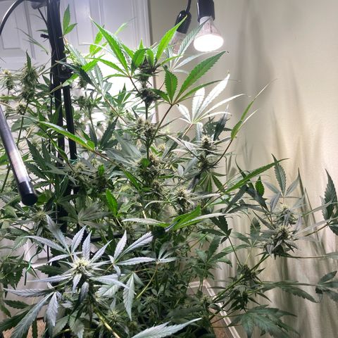 Athos  growlog timeline photo