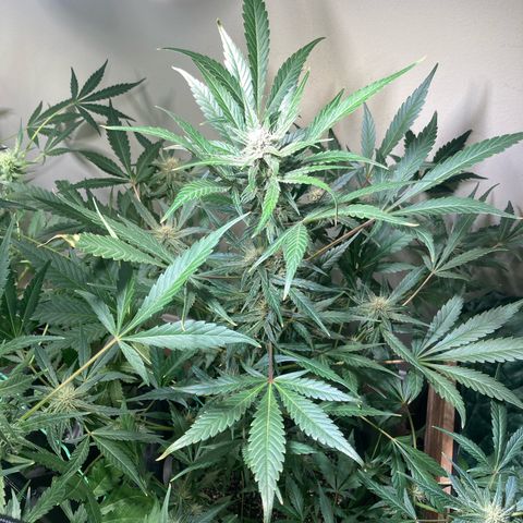Athos  growlog timeline photo