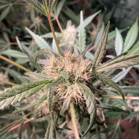 Aramis growlog timeline photo