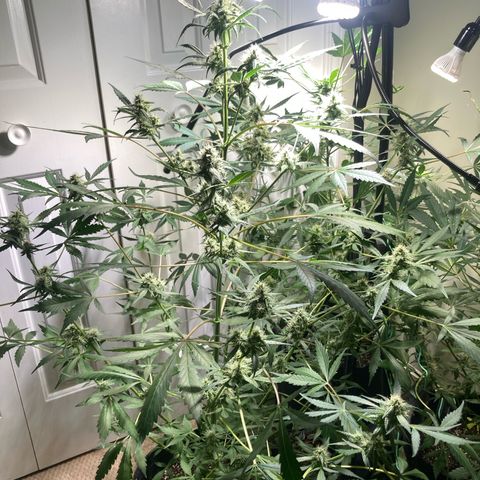 Aramis growlog timeline photo