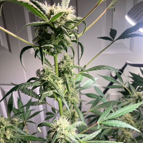 Aramis growlog timeline photo