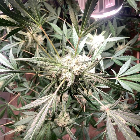 Aramis growlog timeline photo