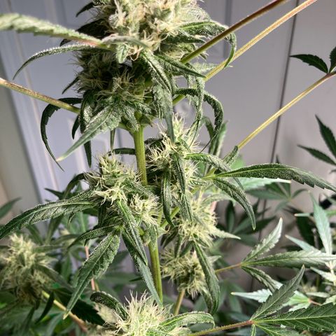 Aramis growlog timeline photo
