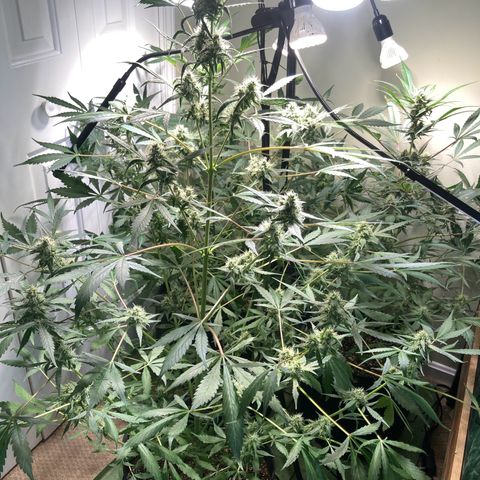 Aramis growlog timeline photo