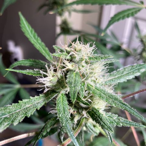 Aramis growlog timeline photo