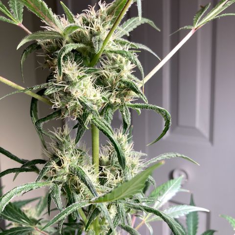 Aramis growlog timeline photo