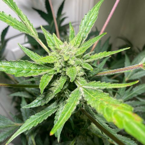 Porthos growlog timeline photo
