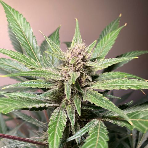 Athos  growlog timeline photo