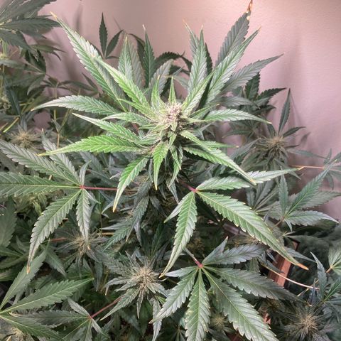 Athos  growlog timeline photo