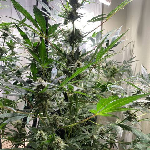 Athos  growlog timeline photo
