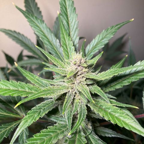 Athos  growlog timeline photo