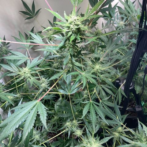 Porthos growlog timeline photo