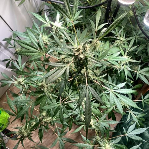 Aramis growlog timeline photo