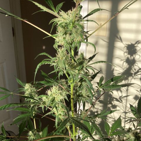 Aramis growlog timeline photo