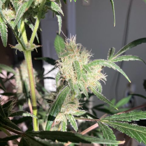 Aramis growlog timeline photo