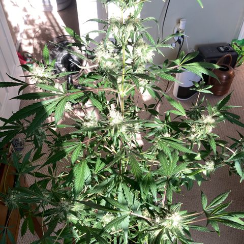 Aramis growlog timeline photo