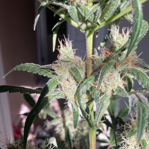 Aramis growlog timeline photo