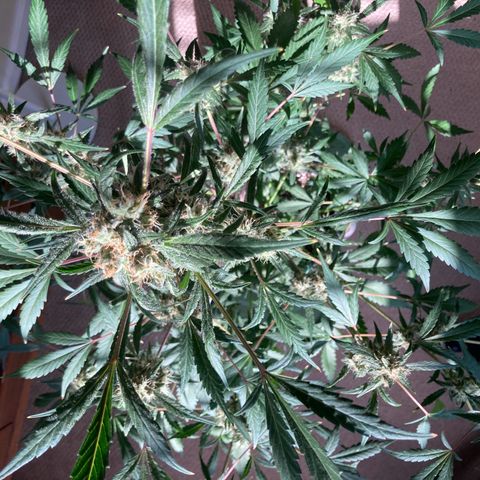 Aramis growlog timeline photo