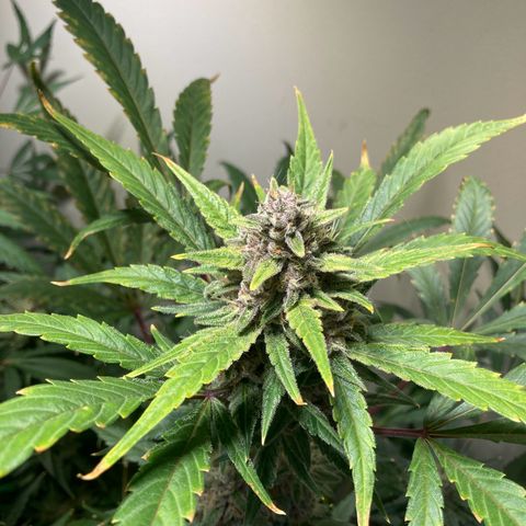 Athos  growlog timeline photo