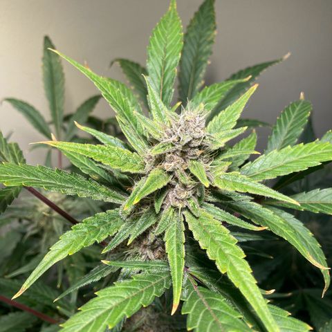 Athos  growlog timeline photo