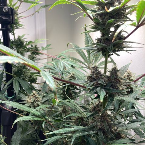 Athos  growlog timeline photo