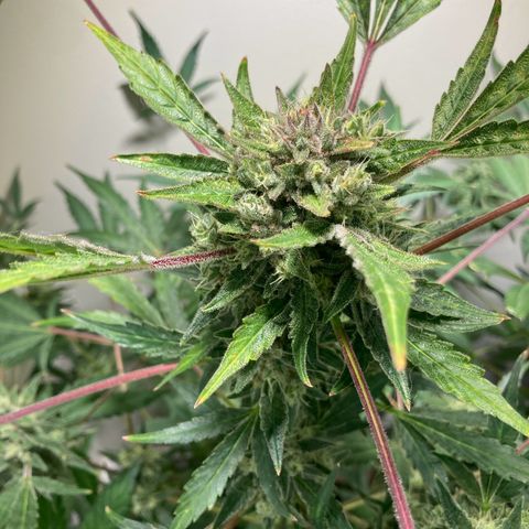 Porthos growlog timeline photo