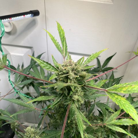 Porthos growlog timeline photo