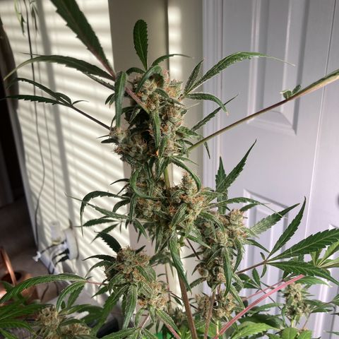 Aramis growlog timeline photo