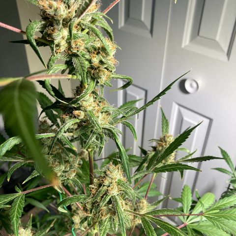 Aramis growlog timeline photo