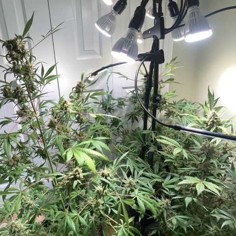 Aramis growlog timeline photo