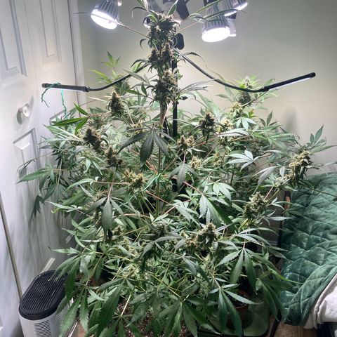 Aramis growlog timeline photo