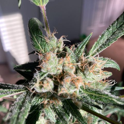 Aramis growlog timeline photo