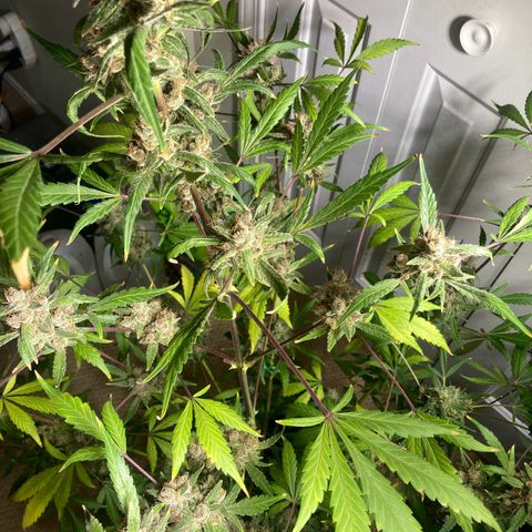 Aramis growlog timeline photo