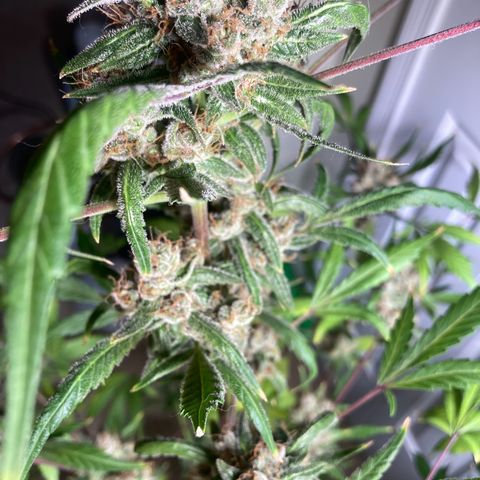 Aramis growlog timeline photo