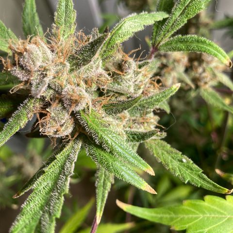 Aramis growlog timeline photo