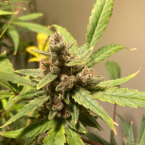 Athos  growlog timeline photo