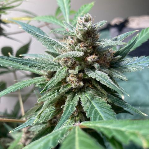 Athos  growlog timeline photo