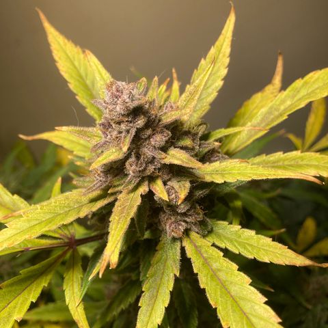 Athos  growlog timeline photo