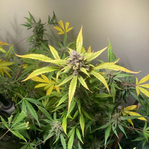 Athos  growlog timeline photo