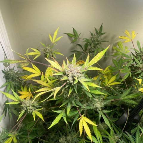 Porthos growlog timeline photo