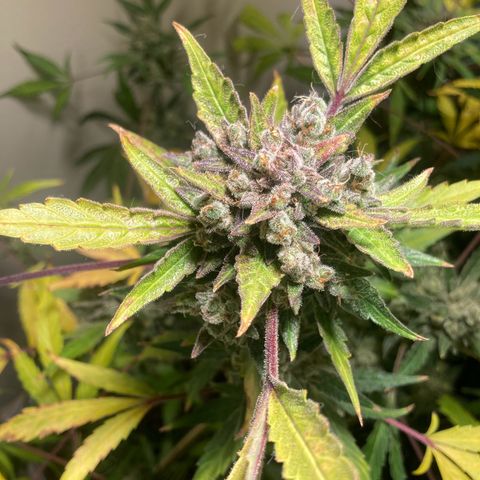 Porthos growlog timeline photo
