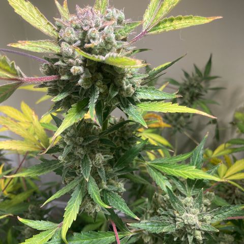 Porthos growlog timeline photo