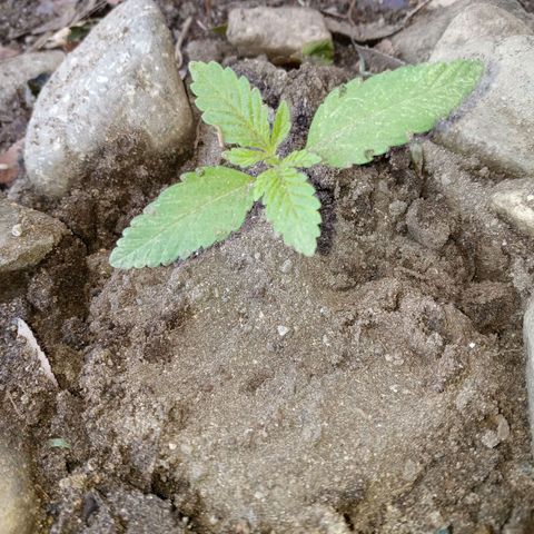 Unknown strain growlog timeline photo