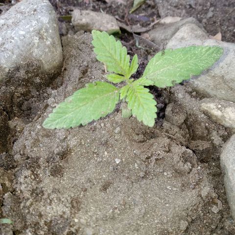 Unknown strain growlog timeline photo