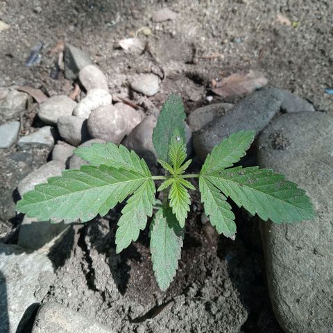 Unknown strain growlog timeline photo
